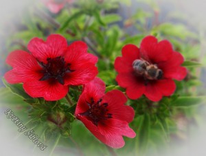 _vyr_10351264-potentilla-atrosanguinea-v--argyrophylla-scarlet-starlit.jpg